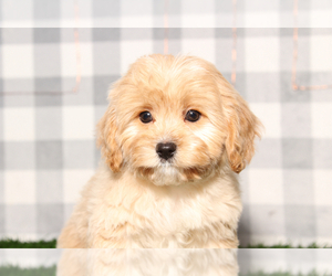Cavapoo Puppy for sale in MARIETTA, GA, USA