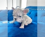 Small Photo #11 French Bulldog Puppy For Sale in JERSEY CITY, NJ, USA