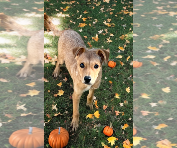 Medium Photo #2 Australian Kelpie-Dachshund Mix Puppy For Sale in Phoenix, AZ, USA
