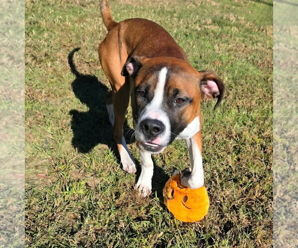 Medium Photo #2 Boxer-Unknown Mix Puppy For Sale in Anniston, AL, USA