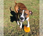 Small Photo #2 Boxer-Unknown Mix Puppy For Sale in Anniston, AL, USA