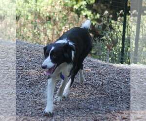 Streak - Female Border Collie Dog for Adoption - Photo #2