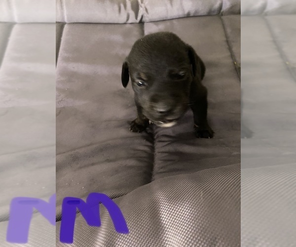 Medium Photo #8 American Pit Bull Terrier-Unknown Mix Puppy For Sale in DONALDS, SC, USA