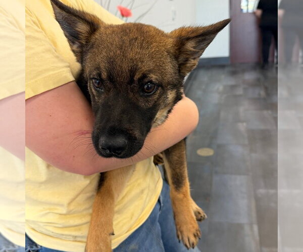 Medium Photo #1 Mutt Puppy For Sale in Tarboro, NC, USA