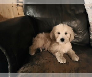 Goldendoodle Puppy for Sale in WEST BROOKFIELD, Massachusetts USA