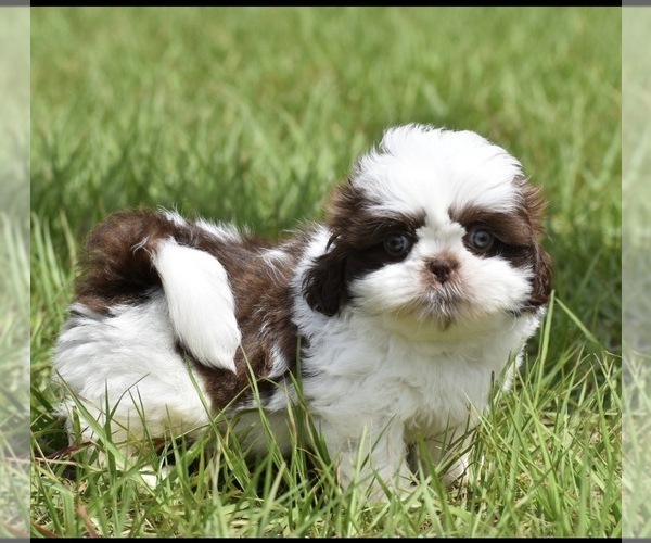Medium Photo #2 Shih Tzu Puppy For Sale in PALM COAST, FL, USA