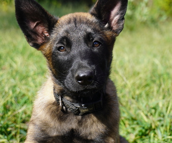 Medium Photo #1 Belgian Malinois Puppy For Sale in THAYER, MO, USA