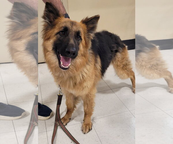Medium Photo #1 German Shepherd Dog Puppy For Sale in Centreville, VA, USA