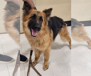 German Shepherd Dog Dogs for adoption in Centreville, VA, USA