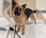 Small German Shepherd Dog