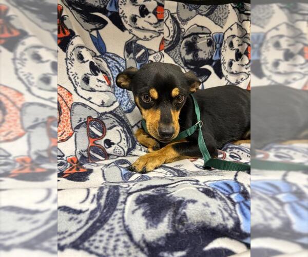 Medium Photo #1 Chihuahua-Unknown Mix Puppy For Sale in HESPERIA, CA, USA