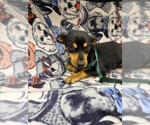 Chihuahua-Unknown Mix Dogs for adoption in HESPERIA, CA, USA