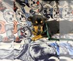 SANCHO - Male Chihuahua-Unknown Mix Dog for Adoption - Small photo