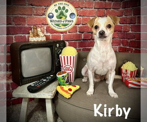 Chihuahua-Unknown Mix Dogs for adoption in Arcadia, FL, USA