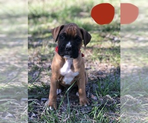 Boxer Puppy for sale in JESSIEVILLE, AR, USA