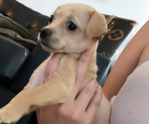 Chihuahua Puppy for sale in LAS VEGAS, NV, USA
