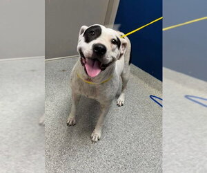 American Pit Bull Terrier-Unknown Mix Dogs for adoption in Pasadena, TX, USA