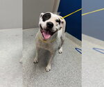 Small American Pit Bull Terrier Mix