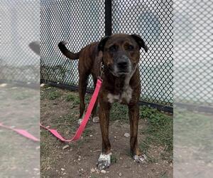 American Staffordshire Terrier Dogs for adoption in San Antonio, TX, USA