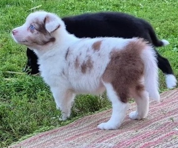 Medium Photo #6 Border-Aussie Puppy For Sale in BLUE RIVER, WI, USA