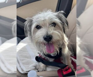 Mutt Dogs for adoption in San Diego, CA, USA