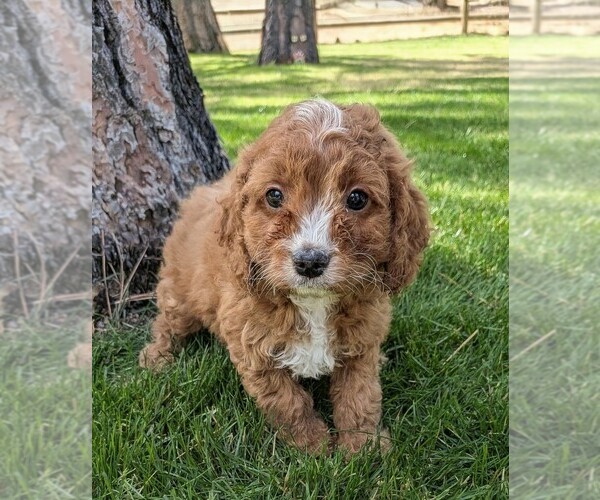 Medium Photo #7 Cavapoo (Miniature) Puppy For Sale in SISTERS, OR, USA