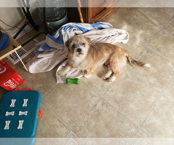 Medium Photo #11 Mutt Puppy For Sale in Fenton, MO, USA