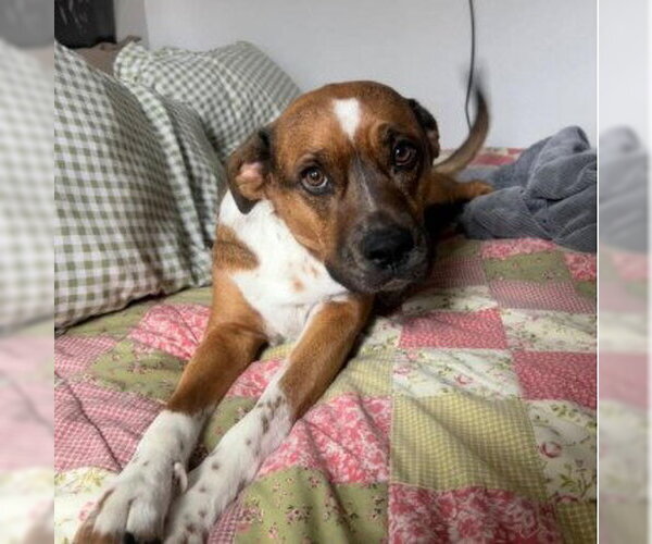 Medium Photo #3 Boxer-Unknown Mix Puppy For Sale in Chandler, AZ, USA