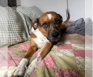 LUCY #16 - Female Boxer-Unknown Mix Dog for Adoption - Photo #3