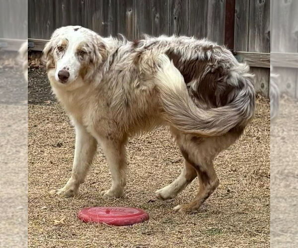 Medium Photo #2 Australian Shepherd Puppy For Sale in Great Bend, KS, USA