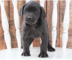 Cane Corso-Labradoodle Mix Puppy for sale in APPLE CREEK, OH, USA