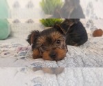 Puppy Puppy 4 Yorkshire Terrier