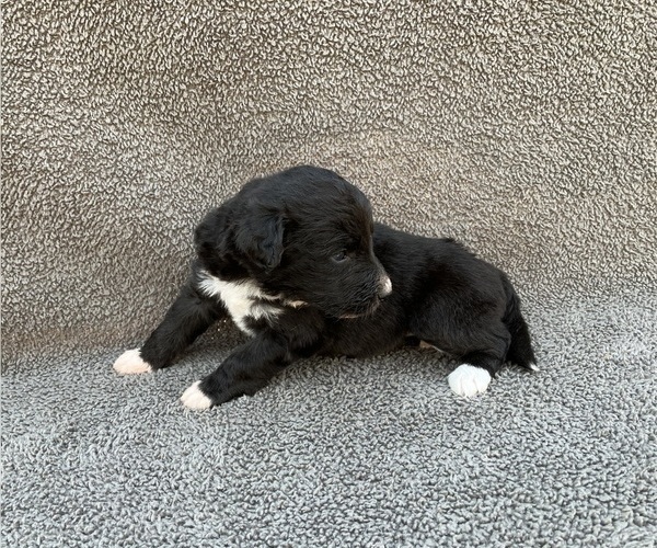 Medium Photo #16 Bordoodle Puppy For Sale in CHETEK, WI, USA