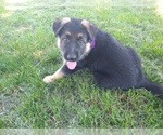 Small Photo #3 German Shepherd Dog Puppy For Sale in OAK GROVE, OR, USA