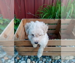 Puppy Micro Mini pups Goldendoodle-Poodle (Miniature) Mix