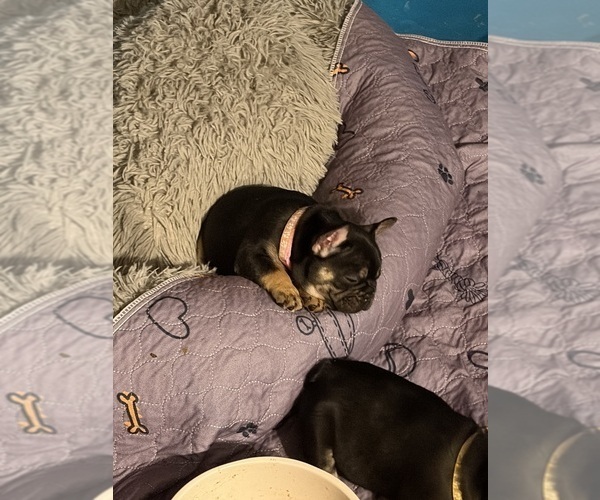Medium Photo #15 French Bulldog Puppy For Sale in LEESVILLE, LA, USA