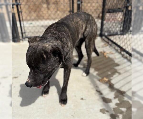 Medium Photo #1 Mutt Puppy For Sale in Tulsa, OK, USA