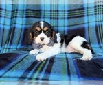 Small #2 Cavalier King Charles Spaniel