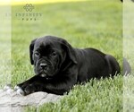 Small #2 Cane Corso