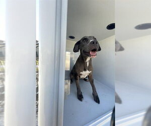 Catahoula Leopard Dog-Unknown Mix Dogs for adoption in Houston, TX, USA