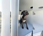 BELL - Female Catahoula Leopard Dog-Unknown Mix Dog for Adoption - Small photo