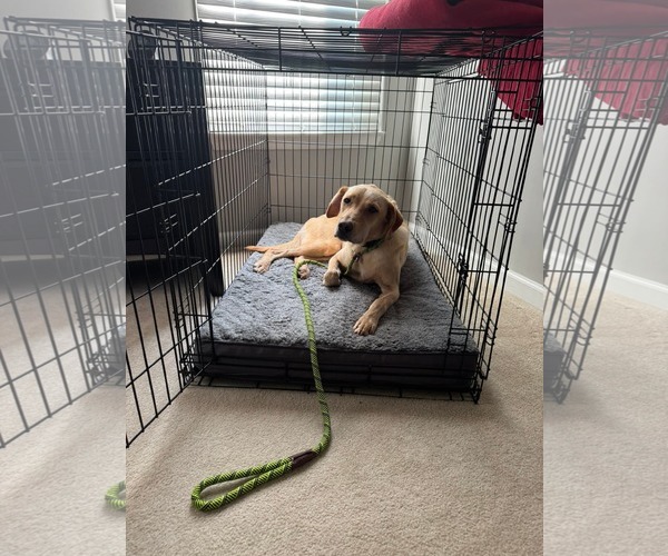 Medium Photo #5 Labrador Retriever-Unknown Mix Puppy For Sale in Holly Springs, NC, USA