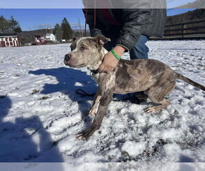 American Pit Bull Terrier-Catahoula Leopard Dog Mix Dogs for adoption in Benton, PA, USA