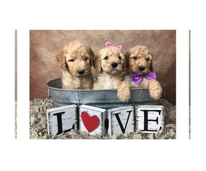 Goldendoodle Puppy for sale in CONCORD, NC, USA