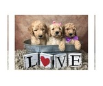 Small Photo #1 Goldendoodle Puppy For Sale in CONCORD, NC, USA
