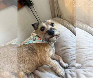 Cairn Terrier Dogs for adoption in SHERBURNE, NY, USA