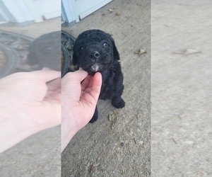 Medium Goldendoodle
