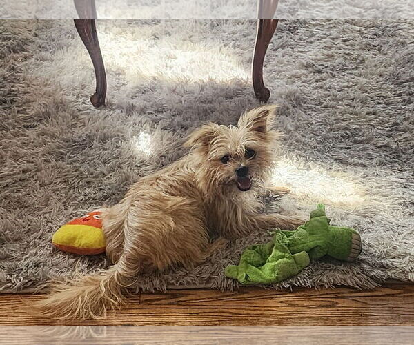 Medium Photo #24 Mutt Puppy For Sale in Philadelphia, PA, USA