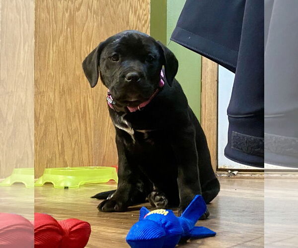 Medium Photo #1 German Shepherd Dog-Weimaraner Mix Puppy For Sale in Princeton, MN, USA