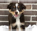 Small Photo #4 Miniature Australian Shepherd Puppy For Sale in COLLEGE STA, TX, USA